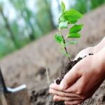 کاشت ۳ میلیون نهال تا پایان سال در کرمانشاه هدف‌گذاری شد