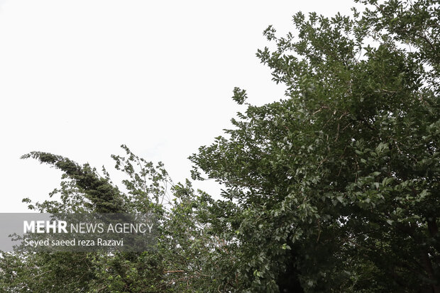 کاهش محسوس دما و وزش باد شدید از امروز در استان ایلام