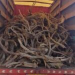 کشف محموله قاچاق چوب در شاهرود