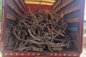 کشف محموله قاچاق چوب در شاهرود