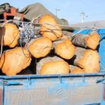 کشف و توقیف بیش از ۴۰ تن چوب قاچاق در هوراند