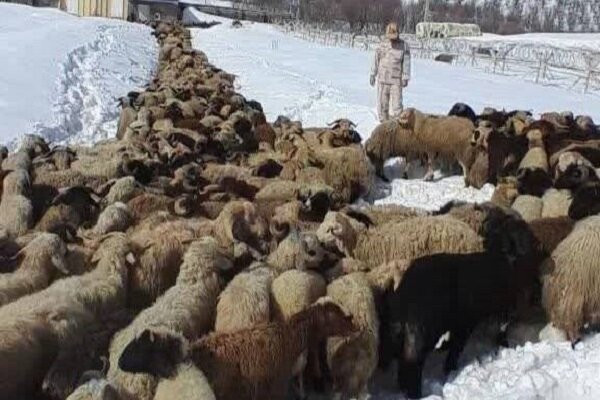 کشف ۵۵۴ رأس احشام قاچاق در نوار مرزی هنگ بانه
