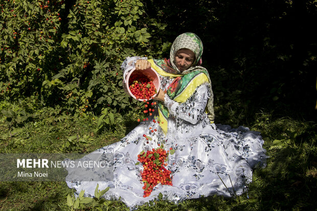 کلیبر؛ روایت رنگ و طعم در قلب ارسباران