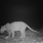 گشت‌وگذار پلنگ ایرانی در محدوده شهری شاهرود؛ پیامی از طبیعت بکر