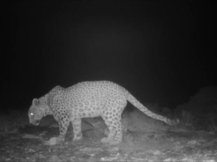 گشت‌وگذار پلنگ ایرانی در محدوده شهری شاهرود؛ پیامی از طبیعت بکر