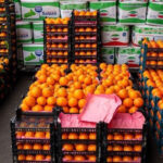 ۳۰۰ هزار تن مرکبات شب عید در قائمشهر ذخیره شد