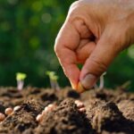 ۶۶ هکتار مزرعه بذری گرمسار زیر چتر نظارت؛ سن‌زدایی در انتظار مزارع