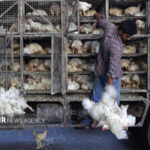 ۷ تن مرغ زنده فاقد مجوز در کنگاور کشف شد