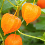 آشنایی با میوه فیسالیس و خواص فیسالیس