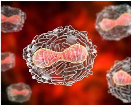 ویروس ماربورگ, پیشگیری از ویروس ماربورگ