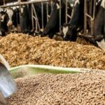 توزیع ۷۰ هزار تن کنسانتره در سمنان؛ غذای دام‌ها تأمین شد