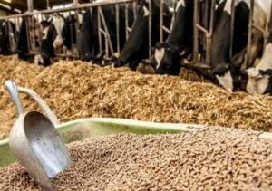 توزیع ۷۰ هزار تن کنسانتره در سمنان؛ غذای دام‌ها تأمین شد