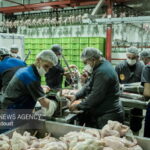 حمایت از زنجیره تأمین مرغ در فارس