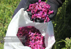 دیمکاری گیاهان دارویی راهبردی برای حفظ آب و احیای مراتع است