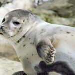 صیادان میانکاله در خط مقدم حفاظت از فوک خزری هستند