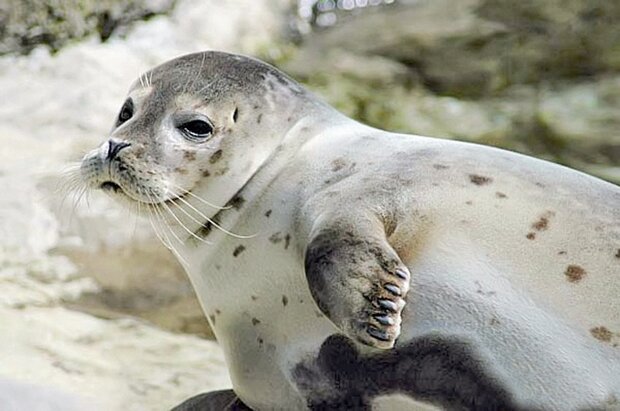 صیادان میانکاله در خط مقدم حفاظت از فوک خزری هستند