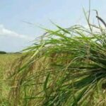 مبارزه با علف‌های هرز در۳۳ هزار هکتار از مزارع آذربایجان غربی انجام شد