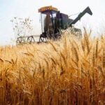 مرداخانی: خرید تضمینی گندم در استان تسهیلگری می‌شود