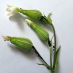 کشف گونه جدیدی از شته‌ها در جهان توسط پژوهشگر کرمانی