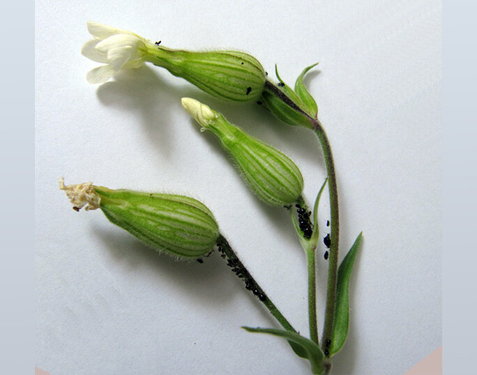 کشف گونه جدیدی از شته‌ها در جهان توسط پژوهشگر کرمانی