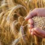 آمادگی برای خرید گندم کشاورزان لرستانی