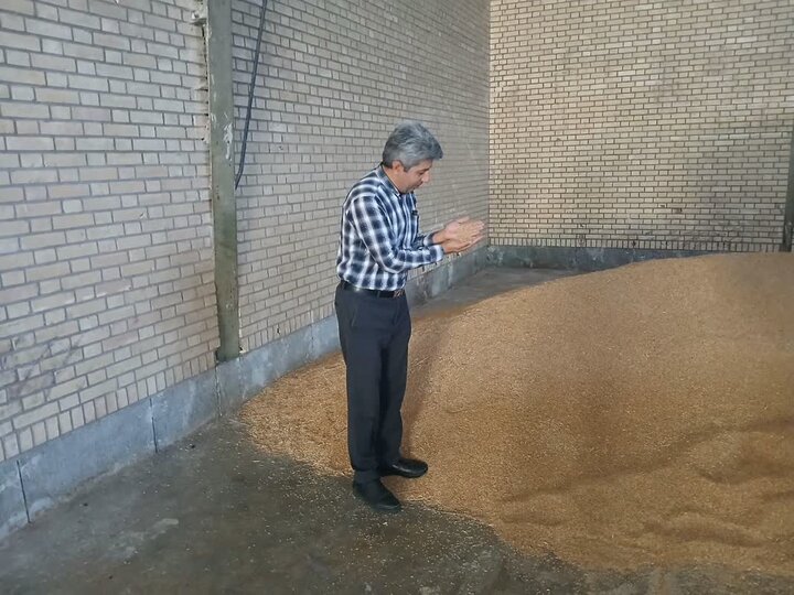 آمادگی ۱۱ مرکز برای خرید گندم در کهگیلویه وبویراحمد
