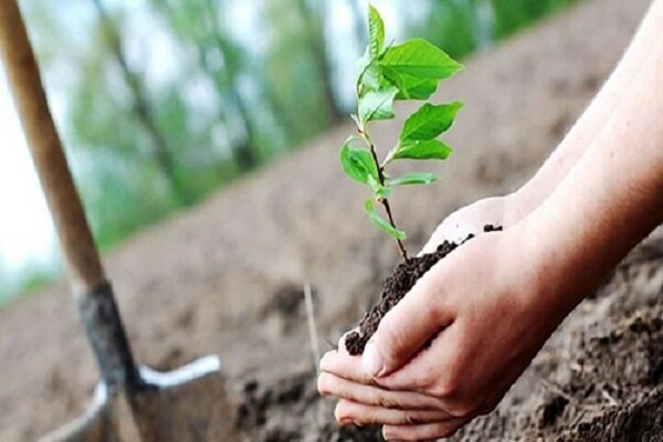 احیای پارک جنگلی دیواندره با ظرفیت احکام جایگزین حبس