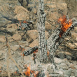 «بلوطستان» نگران تابستان؛ آتش در کمین است!