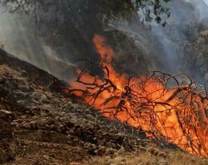 «بلوطستان» نگران تابستان؛ آتش در کمین است!