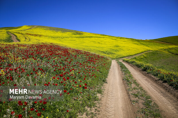خیز مازندران برای خودکفایی در تولید روغن؛ حال مزارع کلزا خوش است