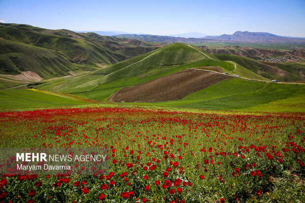 خیز مازندران برای خودکفایی در تولید روغن؛ حال مزارع کلزا خوش است