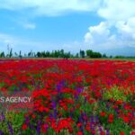دشت شقایق روستای ون کاشان