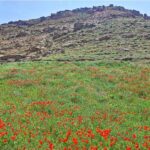 دشت لاله‌های اهر؛ نگین پنهان جاده اهر به تبریز که باید دید
