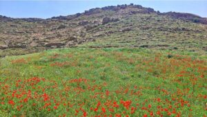 دشت لاله‌های اهر؛ نگین پنهان جاده اهر به تبریز که باید دید
