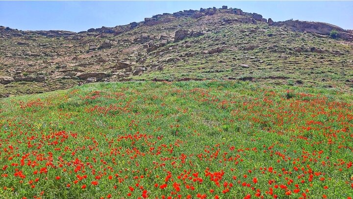 دشت لاله‌های اهر؛ نگین پنهان جاده اهر به تبریز که باید دید