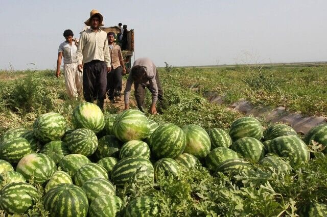 دلالان طعم شیرین هندوانه جنوب کرمان را تلخ می کنند دلالان طعم شیرین هندوانه جنوب کرمان را تلخ می کنند