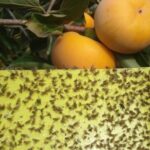 ردیابی مگس میوه مدیترانه‌ای در ۹۵۳ هکتار از باغات بابل