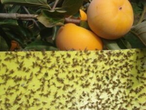 ردیابی مگس میوه مدیترانه‌ای در ۹۵۳ هکتار از باغات بابل