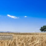 طرح ۷۲ مزرعه الگویی برای محصولات استراتژیک در کرمانشاه آغاز شد