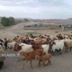 طلای نرم سربیشه در بازارهای جهانی؛ ارزشی که از خانه بیرون می‌رود