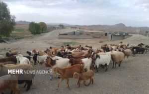 طلای نرم سربیشه در بازارهای جهانی؛ ارزشی که از خانه بیرون می‌رود