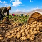 عجب‌شیر؛ رتبه اول سیب‌زمینی آذربایجان‌شرقی