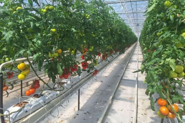 عزم استان البرز برای توسعه گلخانه‌ها