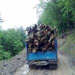 قاچاقچیان چوب در قائمشهر با دوربین‌های تله‌ای شناسایی شدند