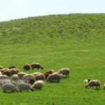 مراتع ایلام زیر سایه فقر؛فشار دام و خشکسالی علل اصلی هستند