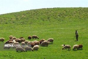 مراتع ایلام زیر سایه فقر؛فشار دام و خشکسالی علل اصلی هستند
