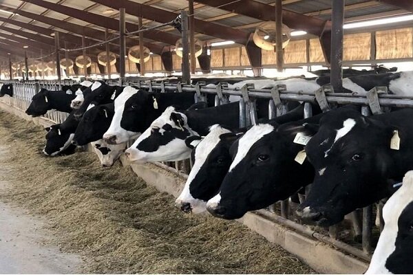 مرشدی: یافته های تحقیقاتی به دامداران استان بوشهر منتقل می شود