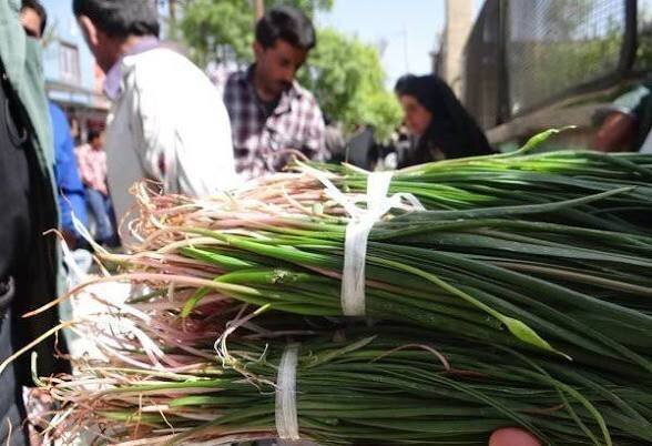 نفس مراتع زاگرس به شماره افتاد؛«بیلهر» و «بن‌سرخ» در معرض نابودی