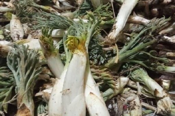 نفس مراتع زاگرس به شماره افتاد؛«بیلهر» و «بن‌سرخ» در معرض نابودی