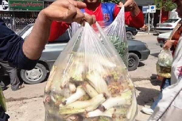 نفس مراتع زاگرس به شماره افتاد؛«بیلهر» و «بن‌سرخ» در معرض نابودی